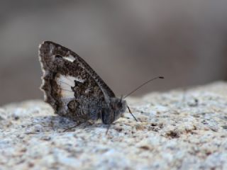 Anadolu Yalanccads (Pseudochazara anthelea)