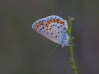 Gm Lekeli Esmergz (Plebejus argus)