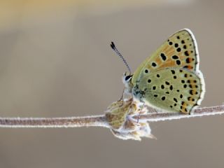 sli Bakr Gzeli (Lycaena tityrus)