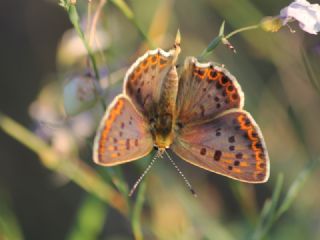 sli Bakr Gzeli (Lycaena tityrus)