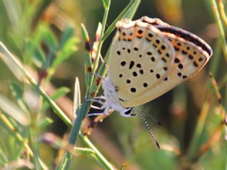 sli Bakr Gzeli (Lycaena tityrus)
