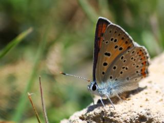 Byk Mor Bakr Gzeli (Lycaena alciphron)