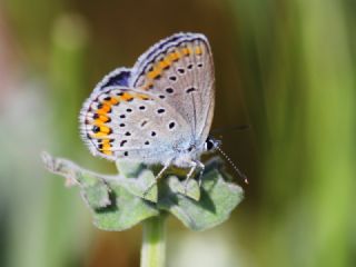 Gm Lekeli Esmergz (Plebejus argus)