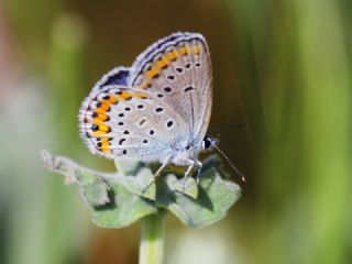 Gm Lekeli Esmergz (Plebejus argus)