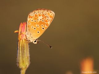 okgzl Esmer (Aricia agestis)