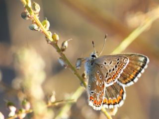 okgzl Anadolu illi Mavisi (Polyommatus ossmar)