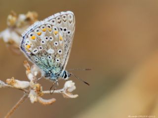 okgzl Gk Mavisi (Polyommatus bellargus)
