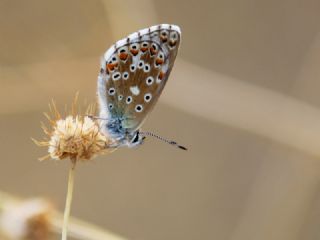 okgzl Gk Mavisi (Polyommatus bellargus)