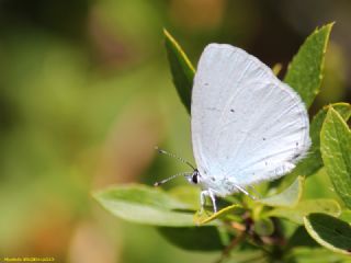 Kutsal Mavi (Celastrina argiolus)