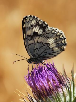 Anadolu Melikesi (Melanargia larissa)