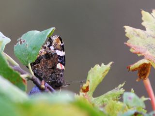 Atalanta (Vanessa atalanta)