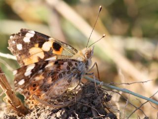 Diken Kelebei (Vanessa cardui)