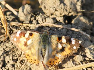 Diken Kelebei (Vanessa cardui)