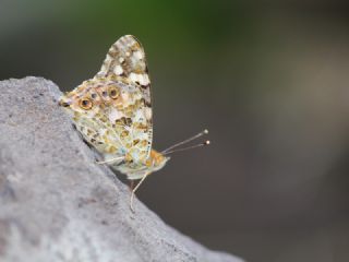 Diken Kelebei (Vanessa cardui)