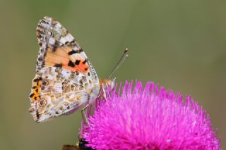 Diken Kelebei (Vanessa cardui)