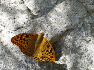 Bahadr (Argynnis pandora)