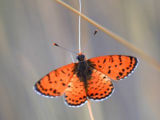 Benekli parhan (Melitaea didyma)