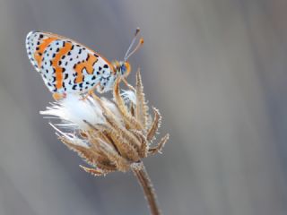 Benekli parhan (Melitaea didyma)