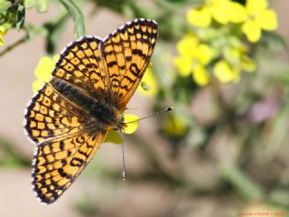 parhan (Melitaea cinxia)