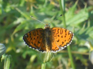Benekli parhan (Melitaea didyma)