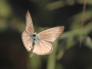 ? Agro Tr (Tanmsz) (Agrodiaetus sp.)