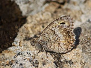 Seyit (Arethusana arethusa)