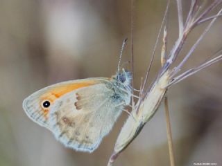 Kk Zpzp Perisi (Coenonympha pamphilus)