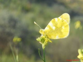 Siyah Antenli Zpzp (Thymelicus lineolus)