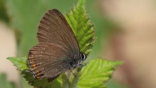 Byk Sevbeni (Satyrium ilicis)