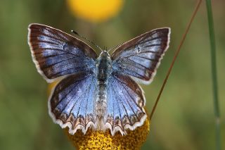 okgzl Dafnis (Polyommatus daphnis)