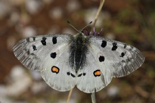 Apollo (Parnassius apollo)