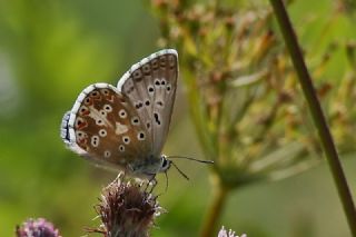 okgzl Yalanc illi Mavi (Polyommatus corydonius)