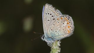 okgzl Meneke Mavisi (Polyommatus thersites)
