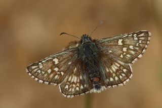 Sar Bandl Zpzp (Pyrgus sidae)