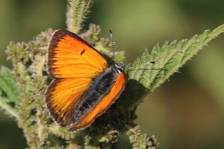 Ate Bakr Gzeli (Lycaena candens)