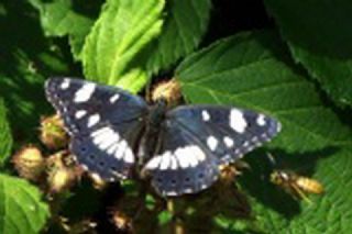 Akdeniz Hanmeli Kelebei (Limenitis reducta)