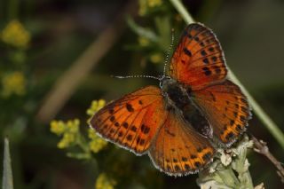 Kk Ate Gzeli (Lycaena thersamon)