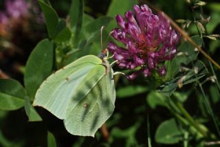 Orakkanat (Gonepteryx rhamni)