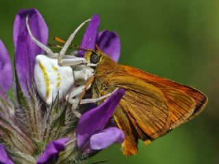 Orman Zpzp (Ochlodes sylvanus)
