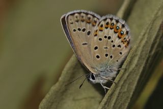 das Mavisi, Esmergz (Plebejus idas)