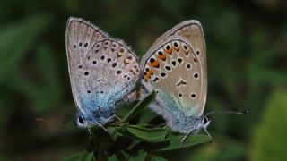 okgzl Amanda (Polyommatus amandus)