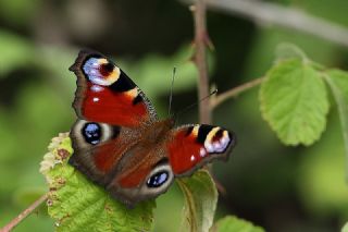 Hu Gzeli (Thecla betulae)