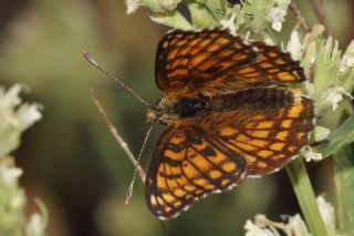 Amannisa (Melitaea athalia)