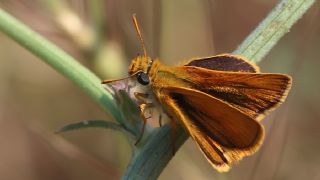 Sar Lekeli Zpzp (Thymelicus acteon)