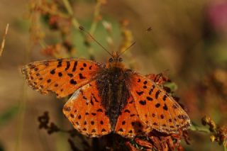 Kafkas Meneke Kelebei (Boloria caucasica)