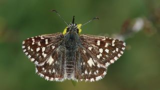 Ebegmeci Zpzp (Pyrgus malvae)