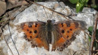 Karaaa Nimfalisi (Inachis polychloros)