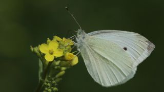 Kk Beyazmelek (Pieris rapae)