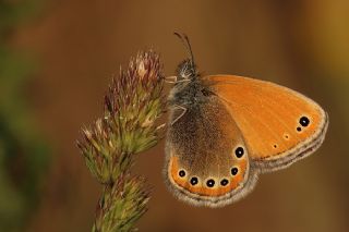 Rus Zpzp Perisi (Coenonympha leander)