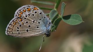 Anadolu Esmergz (Plebejus modicus)